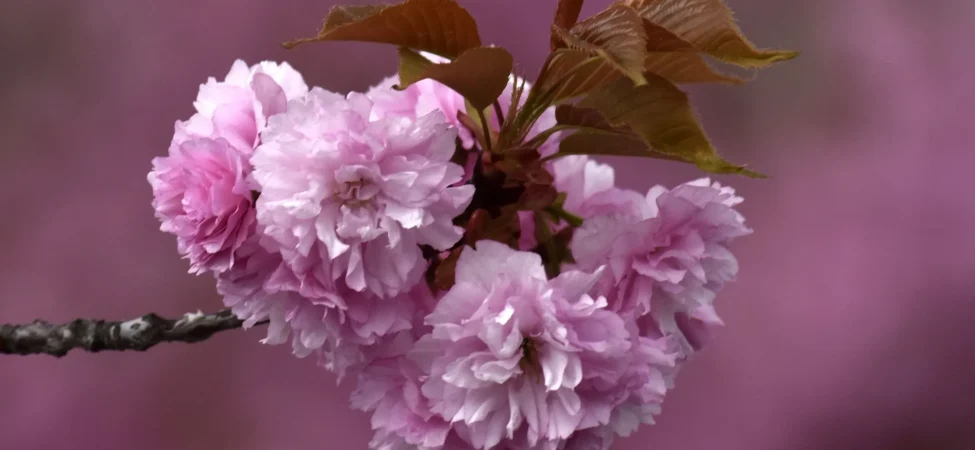 Sakura-Cicekleri-Pembe-Ronesansin-Tarihleri-ve-Bolgeleri-featured